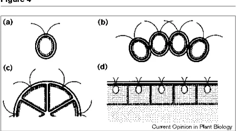 Figure 4layer with respect to the cell bodies varies in a taxon-spe-cific way (Figure 4)