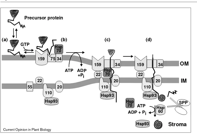 Figure 1A schematic working model for protein import
