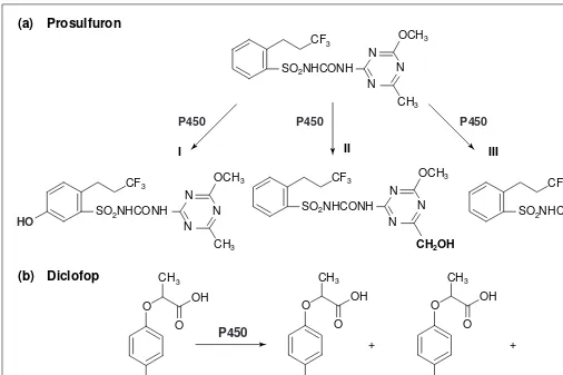 Fig. 2. Examples of cytochrome P450-catalysed oxygenations of herbicides. (a) Different reactions can be catalysed by P450 on a single herbi-It is not yet known if these different reactions are catalysed by a single P450 or different isoforms, although met