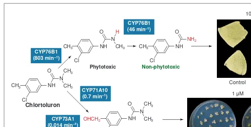Fig. 3. Plant cytochromes P450 (P450s) metabolizing phenylurea. P450s metabolize the phenylurea chlortoluron either via ring-methyl hydroxyl-