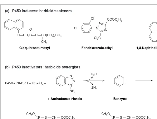 Fig. 4. Effectors of cytochrome P450 enzymes. (a) Herbicide safeners, such as naphthalic anhydride, cloquintocet-mexyl and fenchlorazole-ethyl, are used as seed coatings or for co-treatment with herbicidal molecules to selectively increase the resistance o