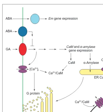Fig. 2. Principal components in Ca2� and CaM signalling in aleurone. Gibberellin (GA), perceived by a receptor (red) at the plasma membrane (green line), elevates [Ca2�]i and CaMand this is prevented by abscisic acid (ABA) acting through a receptor (dark b