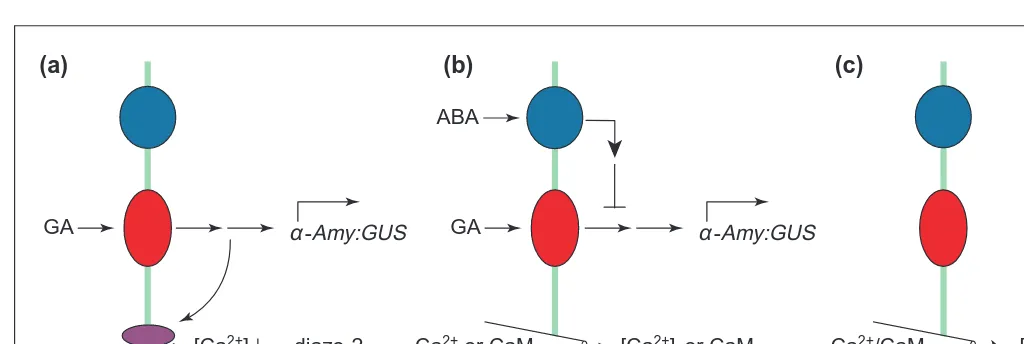 Fig. 3. Calcium signalling might be more complex than we presently understand. (a) Gibberellin (GA), perceived by a receptor (red) at theplasma membrane (green line), stimulates an elevation in [Caelevation in [Caexpression