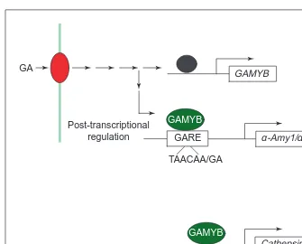 Fig. 7. Model of gibberellin (GA) regulation of GAMYB. GA is perceived by a receptorby acting on a rapidly turning-over repressor (black)