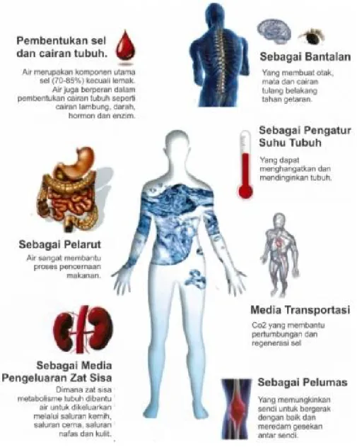 Gambar 1. Fungsi air dalam tubuh manusia  (Sumber: https://adihusada.ac.id/artikel)   