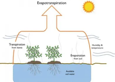 Gambar 7. Proses evapotranspirasi  (Sumber: https://smart-farming.tp.ugm.ac.id/) 