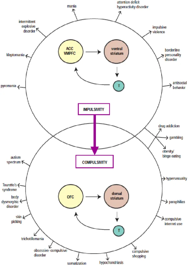 Gambar 2 Patofisiologi food addiction yang sama dengan Mekanisme Adiksi  lainnya (Sthal, 2013)