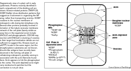 Figure 1Diagrammatic view of a plant cell in early