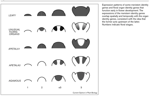 Figure 1Expression patterns of some meristem identity