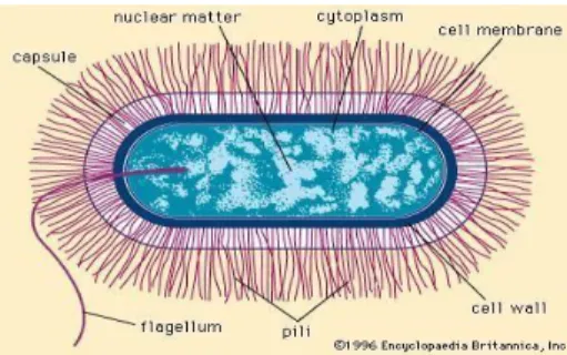 Gambar 2.2  Morfologi Sel Bacillus spp.(Encyclopedia Britannica, 1996)     