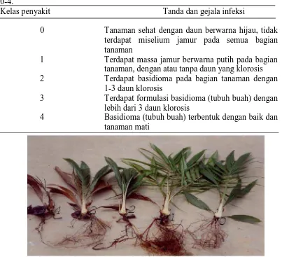 Tabel 2. Tanda dan gejela pada tanaman yang diskor berdasarkan skala penyakit 0-4. 