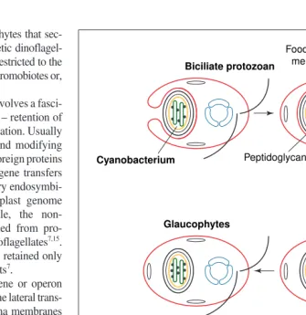 Fig. 1. The symbiogenetic origin of chloroplasts. Chloroplasts arose monophyletically from acyanobacterium with phycobilins and chlorophylls a and b that was phagocytosed by a bicili-ate protozoan host6,11 that converted it to an organelle35