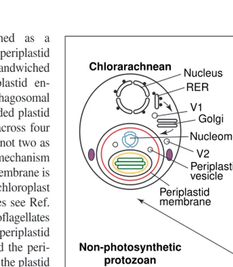 Fig. 3. The cabozoan theory of the common origin of euglenoidand chlorarachnean chloroplasts suggests that both were acquired bysecondary symbiogenesis from the same green alga in a commonbiciliate host