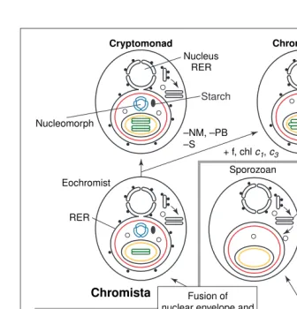 Fig. 4. The chromalveolate theory of the common secondary symbiogenetic origin of chromistand alveolate plastids
