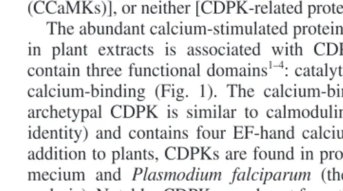 Fig. 1. Domain structure of calcium-dependent protein kinase orcalmodulin-like domain protein kinases (CDPKs) and three relatedprotein kinases
