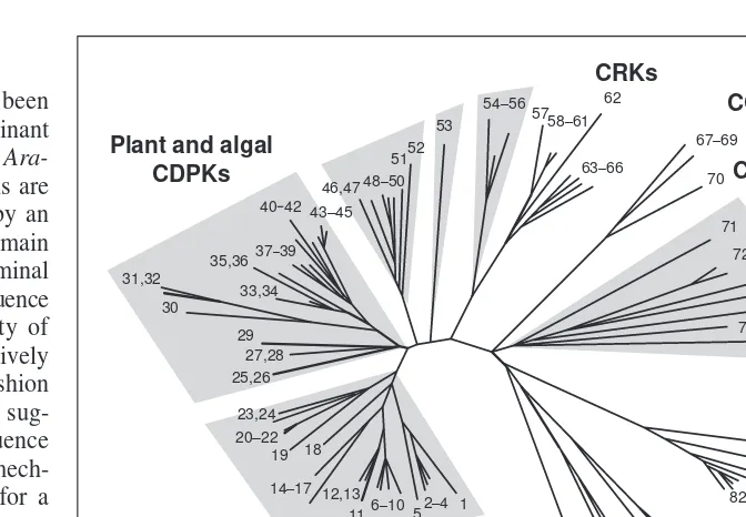 Fig. 2. Unrooted phylogenetic tree showing the relationship between the CDPK superfamily,(4) CpCPK1, 1899175: (5) zm3320104; (6) AtCPK26, 4467129; (7) VrCDPK-1, 967125; (8)604881; (22) AtCPK4, 1399267; (23) GmCDPKAtCRK5, 2154715; (65) AtCRK2, 5020368; (66)