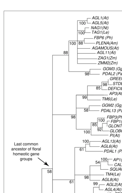 Fig. 1. Major relationships within the plant MADS-box regulatory gene family. This composite supertree is derivedDeborahPhshown in brackets in the figure