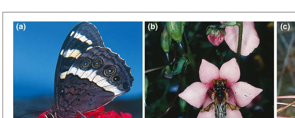 Fig. 1. The flora of southern Africa is replete with examples of specialized pollination systems