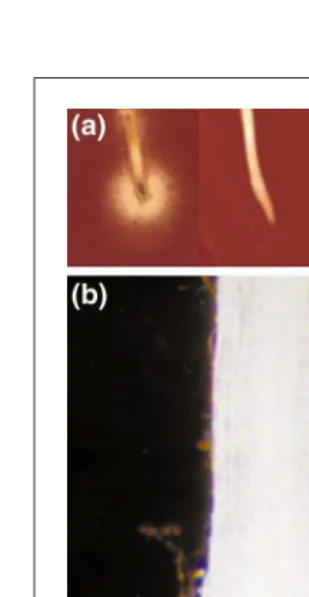 Fig. 6. Directed movement of roots inaluminum (right). Arrows indicate theposition of the root tip at the time that theroots were placed onto the medium