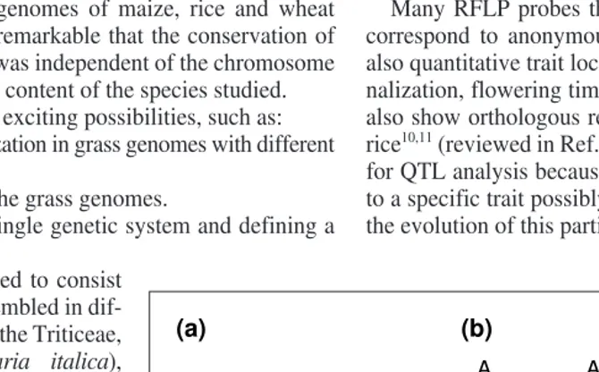 Fig. 1. Different levels of conservation between the grass genomes. (a) Orthology: refers tothe conservation of loci of common evolutionary ancestry between different species