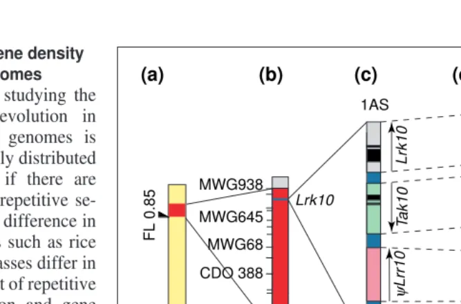 Fig. 2. Microcolinearity at the telomeric region of chromosome 1S in the Triticeae (wheat,Takis specific for the Triticeae