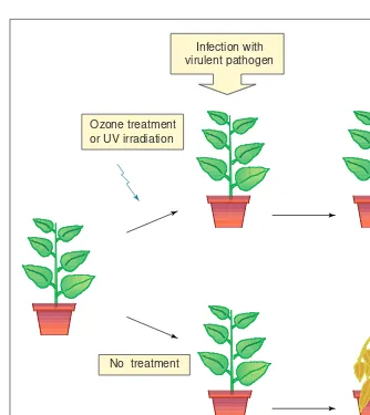 Fig. 1. The phenomenon of cross-tolerance. Pre-treatment of plants with a sub-lethal dose ofozone or ultraviolet (UV) irradiation can confer tolerance to a virulent pathogen