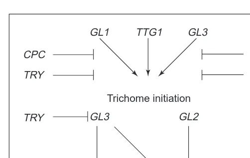 Fig. 2. A model summarizing the genetic control of trichome initi-tiation. morphogenesis, and tion