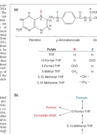 Fig. 1. Tetrahydrofolate (THF) and its role in Cstructures of THF and its Corganisms, are predominantly present as polyglutamyl chain of up to about eight residues is added to the glutamate moietyfolate-dependent enzymes have greater affinity for the polyg