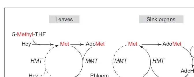 Fig. 3. Long-distance transport of methyl groups via movement of (MMT), transported in the phloem to seeds or other sink organs, and there reconverted tomethionine (Met) by the action of homocysteine (SMM) in the phloem