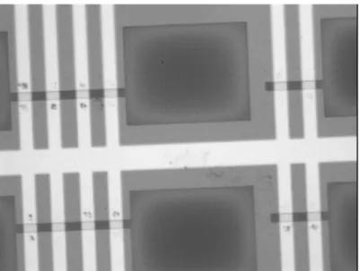 Figure 2.5. Optical micrograph of the layout of devices: the dark spots are catalyst islands on Pt leads.