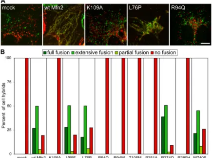 Figure  2.  Lack  of  mitochondrial  fusion  activity  in  many  CMT2A alleles. Double Mfn-null cells expressing either  mito-DsRed or mito-EFGP were infected with the same Mfn2 construct