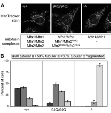 Figure 4.  Tubular mitochondria in Mfn2 R94Q –Mfn2 R94Q  cells. (A) Represent- Represent-ative images of mitochondrial morphology in wild-type (+/+), Mfn2 R94Q – Mfn2 R94Q ,  and  Mfn2-null  (−/−)  cells