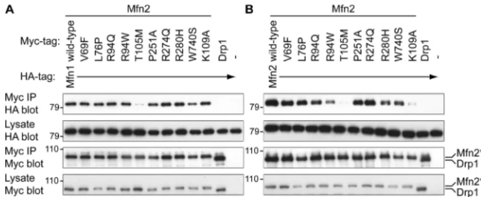 Figure 5.  Physical association of mutant Mfn2 with  wild-type  Mfn1  and  Mfn2.  (A)  Myc-tagged  Mfn2  mutants were expressed in double Mfn-null cell lines  stably expressing HA-tagged Mfn1
