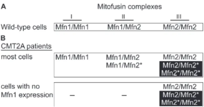 Figure  8.  Mfn1  complements  mutant  Mfn2  to  preserve  mitochondrial   fusion in most CMT2A cells