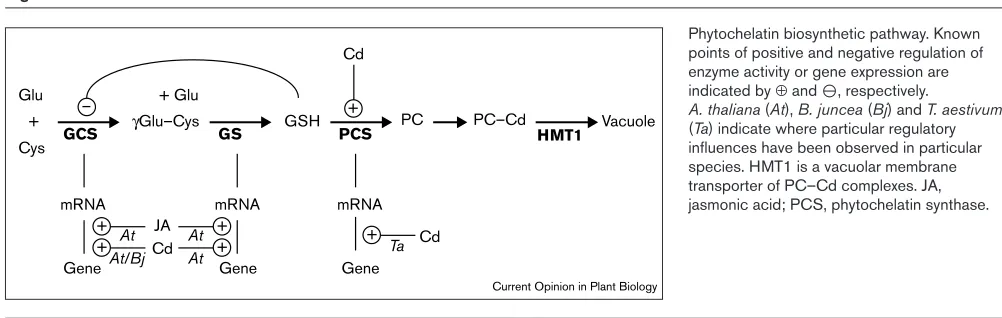 Figure 1Phytochelatin biosynthetic pathway. Known