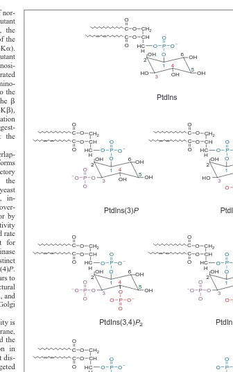 Fig. 1. The phosphoinositide stereoisomers known to exist in plants. Abbreviations:Ins(1,4,5)P3, inositol (1,4,5) trisphosphate; PtdIns, phosphatidylinositol; PtdIns(3)P, phos-phatidylinositol-3-monophosphate; PtdIns(3,4)P2, phosphatidylinositol (3,4) bisphosphate;PtdIns(3,5)P2, phosphatidylinositol (3,5) bisphosphate; PtdIns(4)P, phosphatidylinositol-4-monophosphate; PtdIns(4,5)P2, phosphatidylinositol (4,5) bisphosphate.