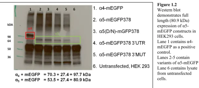 Figure 1.2  Western blot  demonstrates full  length (80.9 kDa)  expression of  α5-mEGFP constructs in  HEK293 cells