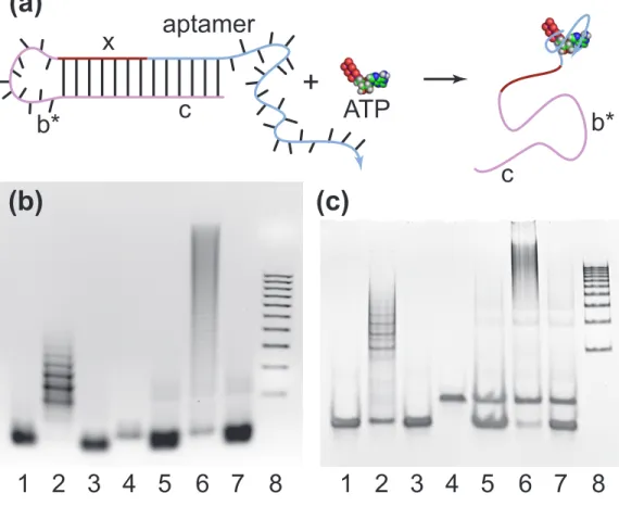 Figure 5.2. Aptamer HCR system. (a) Aptamer trigger mechanism. Binding of the DNA aptamer (blue) to ATP [13] exposes a sticky end [22] (magenta) that triggers the HCR mechanism of figure 1 by opening hairpin H2
