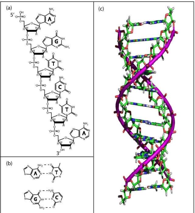Figure A.1. (a) A single strand of DNA showing the sugar phosphate backbone and attached bases.