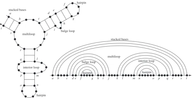 Figure 1.1. Canonical loops of nucleic acid secondary structure: hairpin loops (one closing base pair), stacked base pairs (two closing base pairs with both loop sides of length zero), a bulge loop (two closing base pairs with one loop side of length great