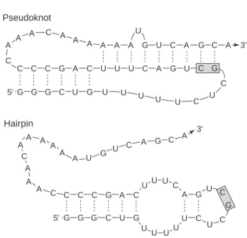 Figure 3.1. Secondary structures of competing pseudoknot and hairpin constructs in human telom- telom-erase RNA