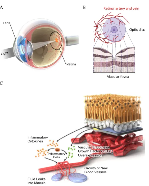 Figure 1.1. Anatomy of the eye (A), the macula (B), and the disease of retinal  neovascularization (C)