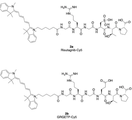 Figure 2.1 Molecular structures of risuteganib-Cy5 and control GRGETP-Cy5. Cy5  fluorescent dye was conjugated at the N-terminus for both peptides