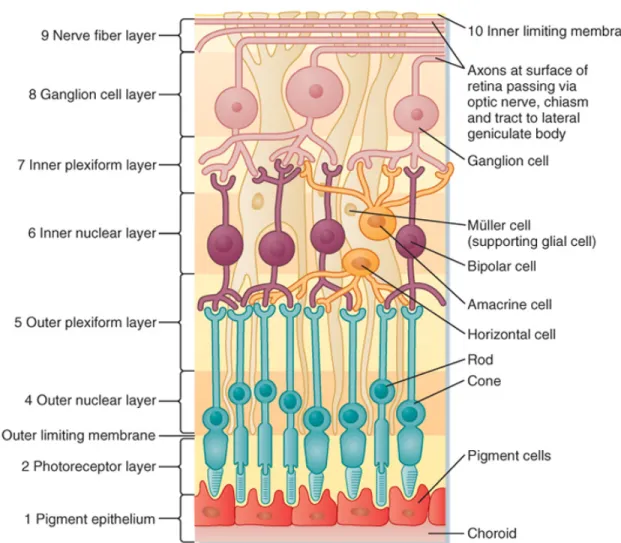 Figure 2.2 Layers of the retina 45 . 