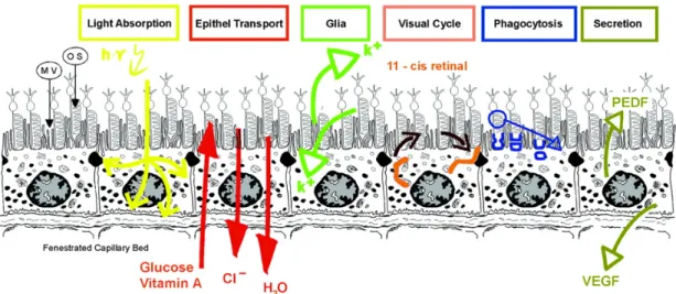Figure 2.4 Summary of retinal pigment epithelium (RPE) functions 45 . PEDF: pigment  epithelium-derived  growth  factor;  VEGF:  vascular  epithelium  growth  factor;  MV: 