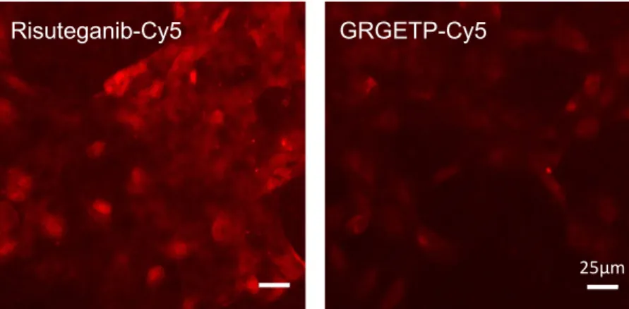 Figure  2.6  Appropriately  differentiated  ARPE19  cells  are  specifically  stained  with  risuteganib-Cy5