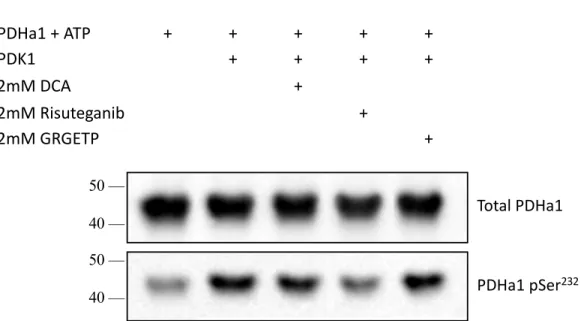 Figure 3.5 PDHa1 detection of phosphorylation at Ser 232  by immunoblotting. PDHa1  with ATP was left untreated (lane 1) or phosphorylated by incubating with PDK1 (lane 2-5)