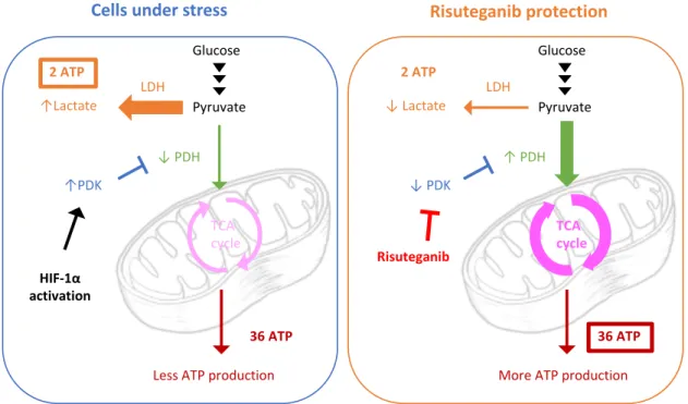 Figure 3.8 Proposed hypothesis of mechanism of action of risuteganib on regulating  mitochondrial  functions