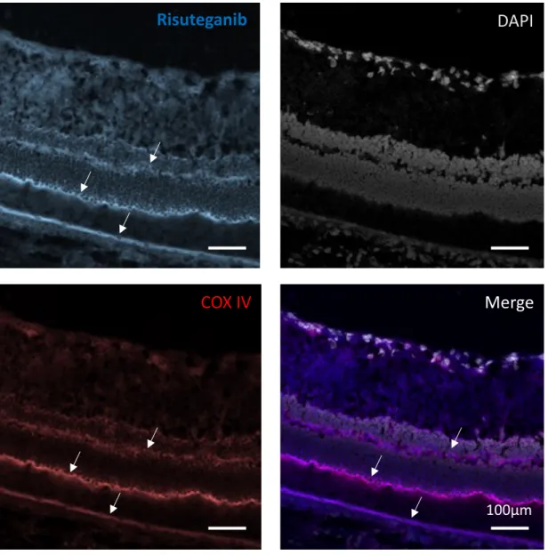 Figure  S4.1  Colocalization  of  risuteganib  and  mitochondrial  marker  cytochrome  c  oxidase (COX IV) in rat retinal tissue