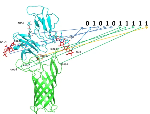 Figure 2.3: For each protein-protein complex pose that has passed virtual membrane  screening, we generated a 10-digit code that represents whether the five glycans of FcγR1  (D1 and D2 only), the four OmpA loops and the FG loop of FcγR1 are involved in 